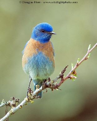 The original twitchy bird behind TBE Consulting Limited